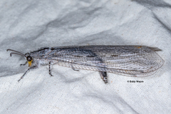 Heoclisis fundata