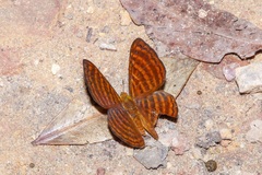 Zemeros emesoides