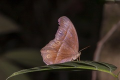 Coelites epiminthia