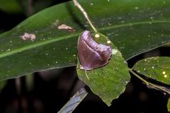 Coelites epiminthia