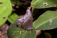 Coelites epiminthia