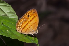 Mycalesis anapita