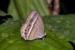 Mycalesis orseis