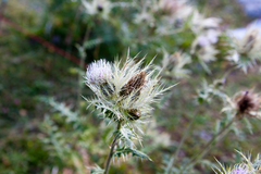 Cirsium obvallatum