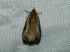 Olethreutes quadrifidum
