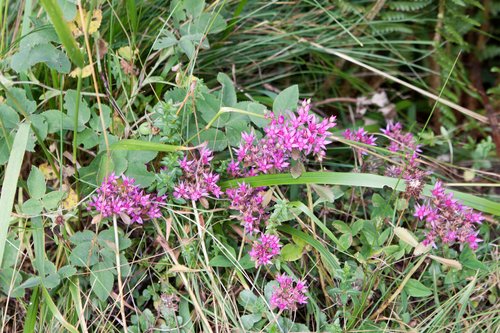 Sedum spurium 'Green Mound'