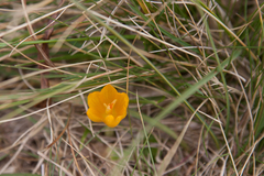 Crocus scharojanii