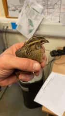 Coturnix
