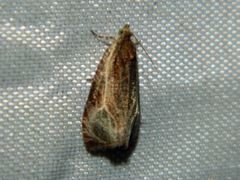 Olethreutes quadrifidum