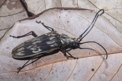 Baralipton severini