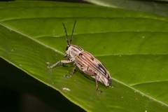 Glenea quadrinotata