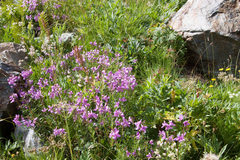 Chamaenerion colchicum