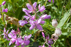 Chamaenerion colchicum