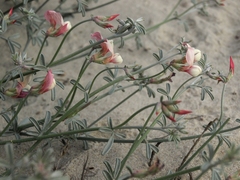 Lotus bryantii