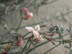 Lotus bryantii