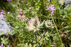 Cirsium obvallatum