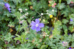 Geranium gymnocaulon