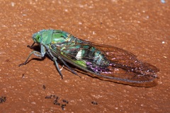 Orientopsaltria vanbreei