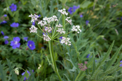 Heracleum freynianum