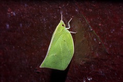 Phyllyphanta producta