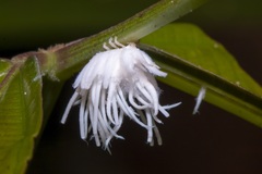 Ortaliini