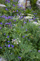 Heracleum freynianum