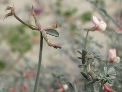 Lotus bryantii