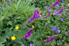 Hedysarum caucasicum