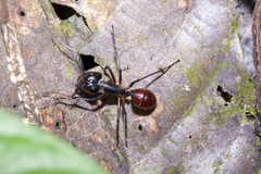 Dinomyrmex gigas