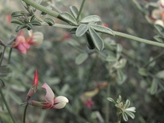 Lotus bryantii