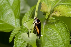 Hemithyrsocera vittata