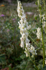 Aconitum orientale