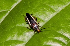 Hemithyrsocera histrio