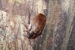 Morphna maculata