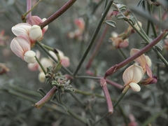 Lotus bryantii