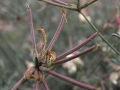 Lotus bryantii