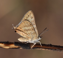 Aphnaeus lilacinus