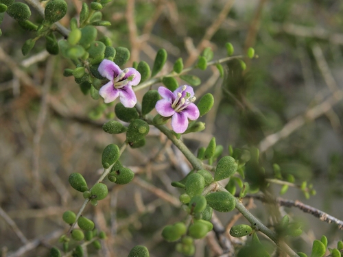 Baja desert-thorn (Lycium brevipes)