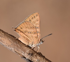 Aphnaeus lilacinus