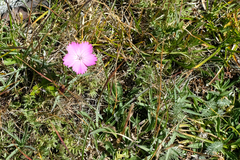 Dianthus caucaseus