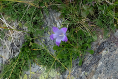 Campanula tridentata biebersteiniana