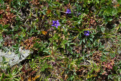 Gentiana dshimilensis