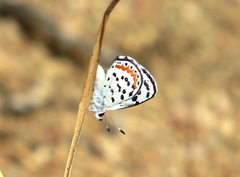 Euphilotes pallescens