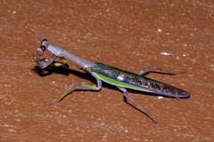 Ephierodula heteroptera