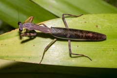 Ephierodula heteroptera