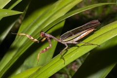 Ephierodula heteroptera