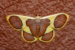 Plutodes cyclaria