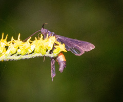 Synanthedon exitiosa