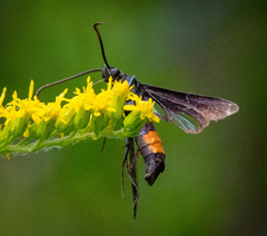 Synanthedon exitiosa