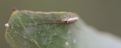 Tetragnatha demissa